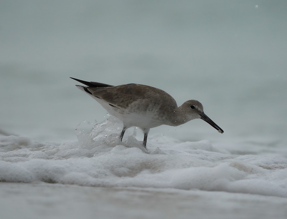Willet (Western) - ML631415204