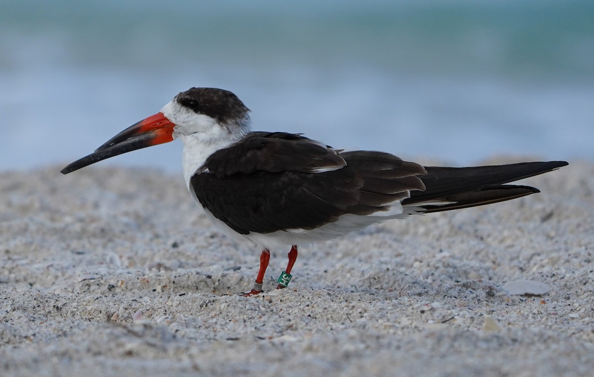 Black Skimmer - ML631415221
