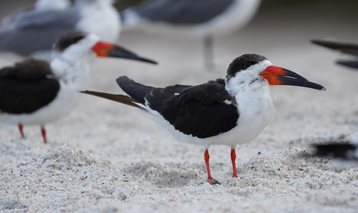 Black Skimmer - ML631415231