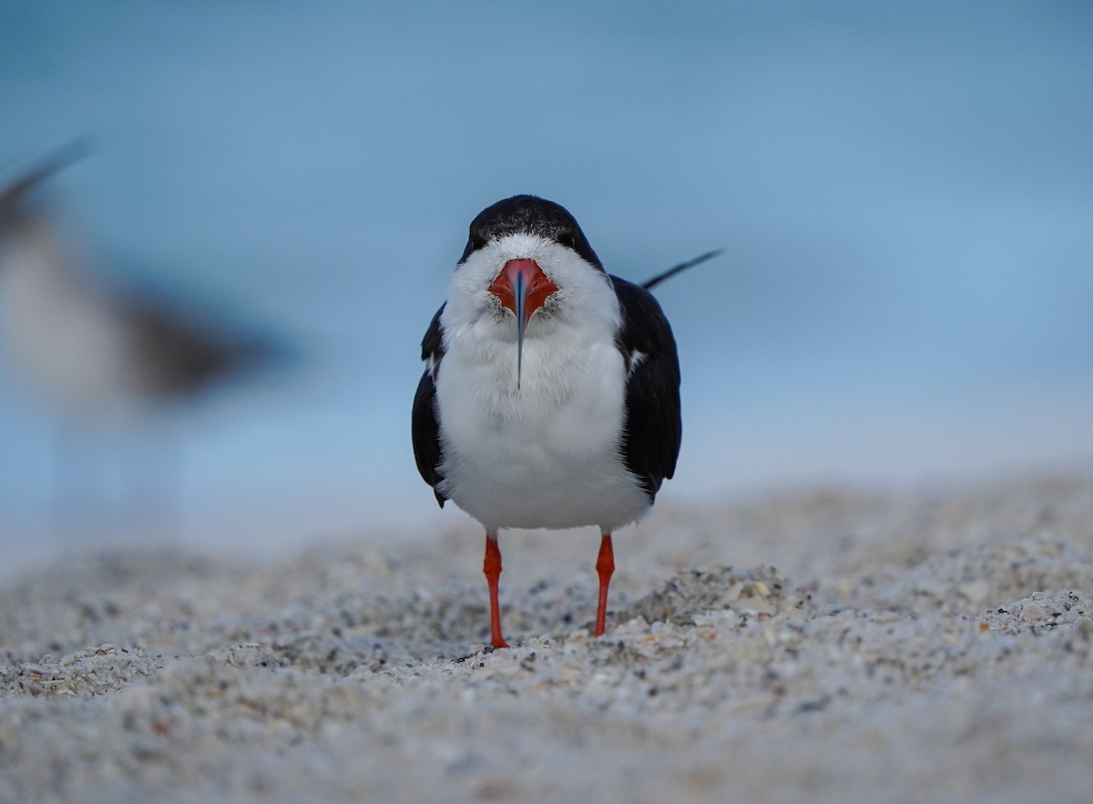 Black Skimmer - ML631415232