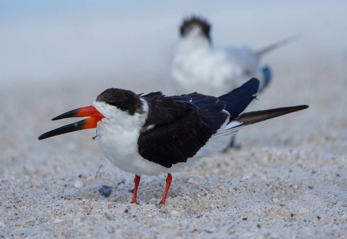 Black Skimmer - ML631415233