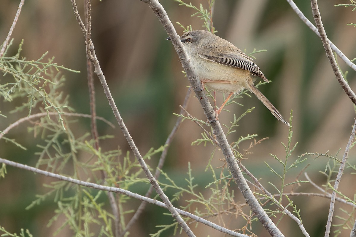 River Prinia - ML631415272