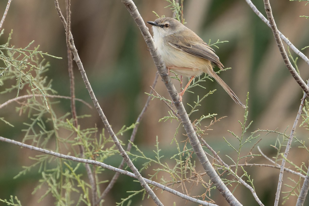 River Prinia - ML631415277