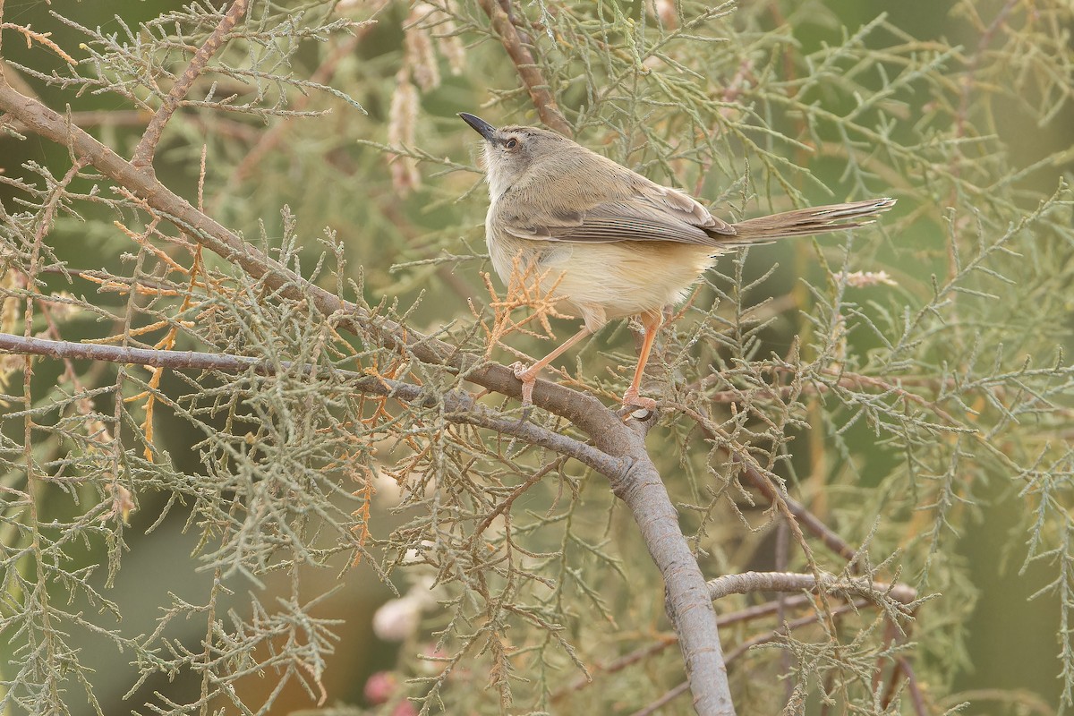 River Prinia - ML631415279