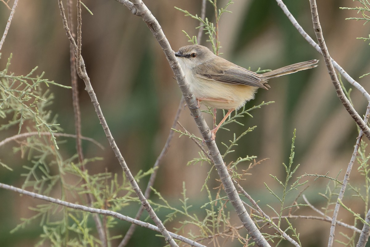 River Prinia - ML631415283