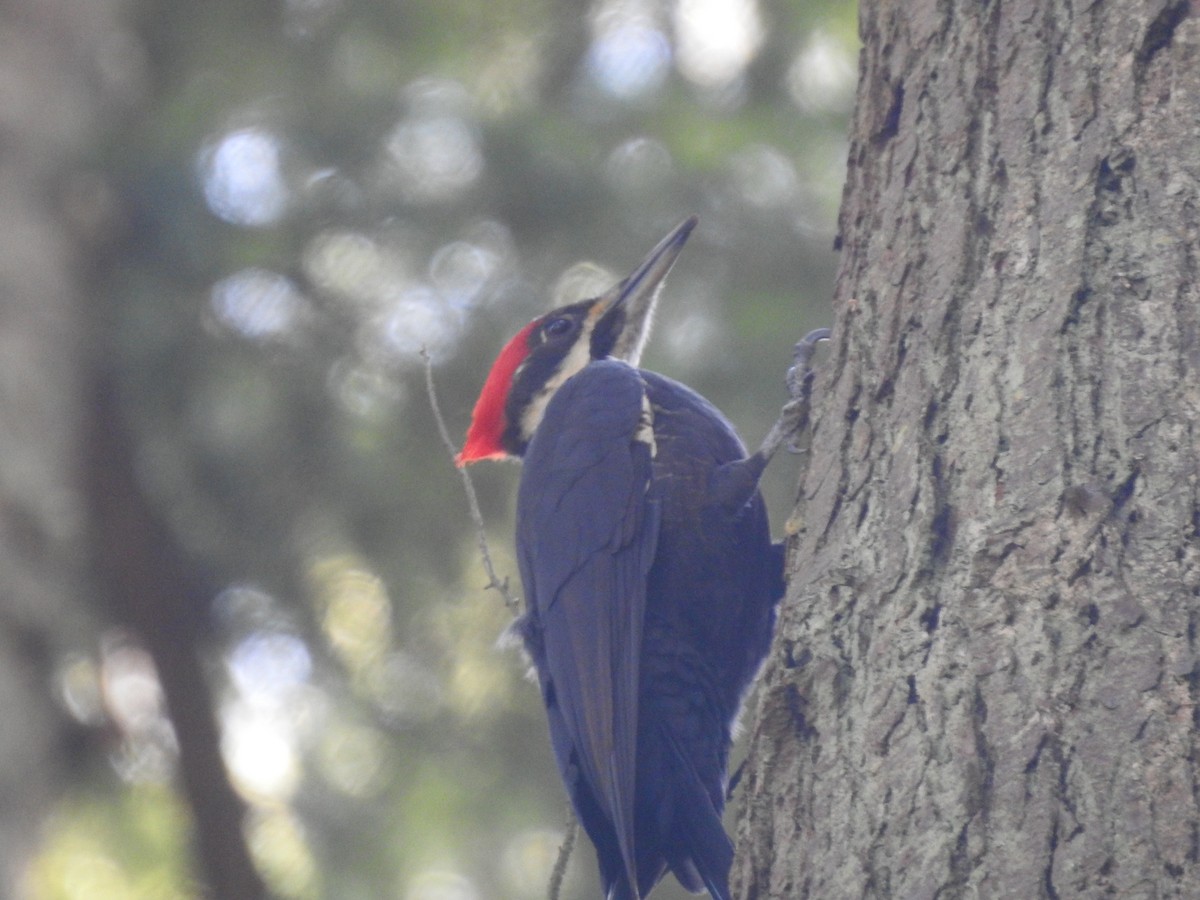 Pileated Woodpecker - ML631415477