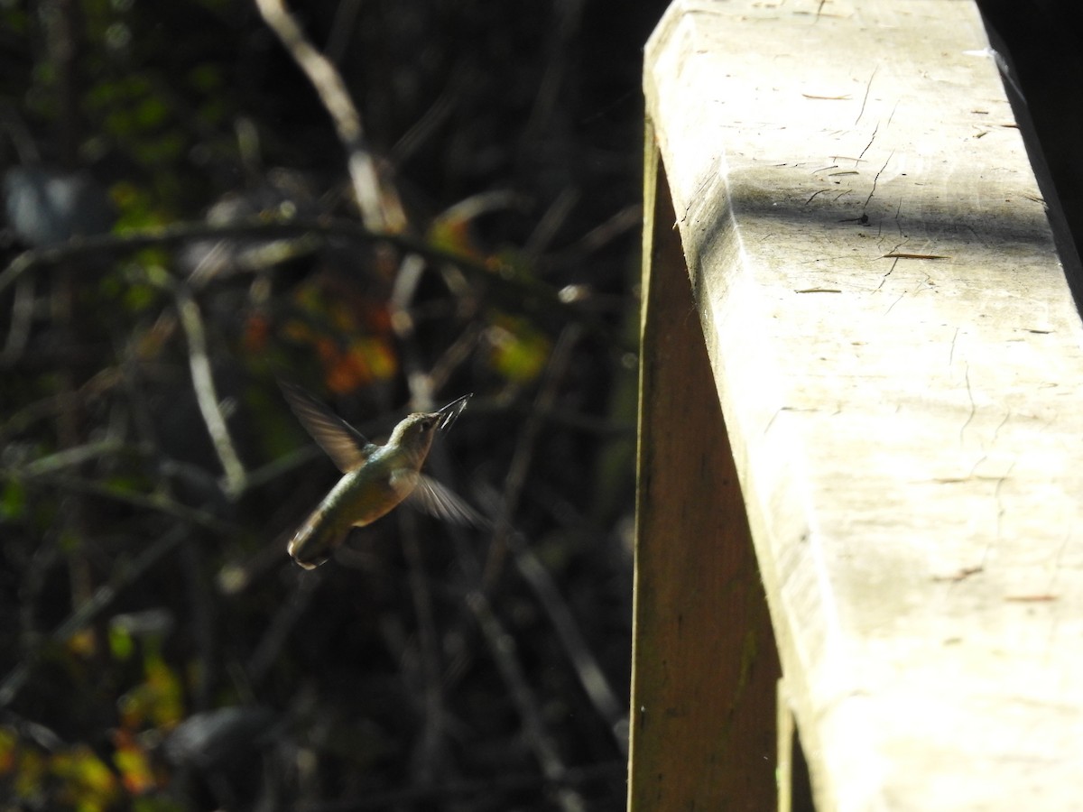 Anna's Hummingbird - ML631415534