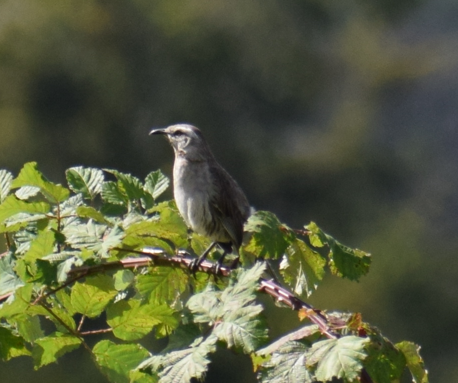 Chilean Mockingbird - ML631415549
