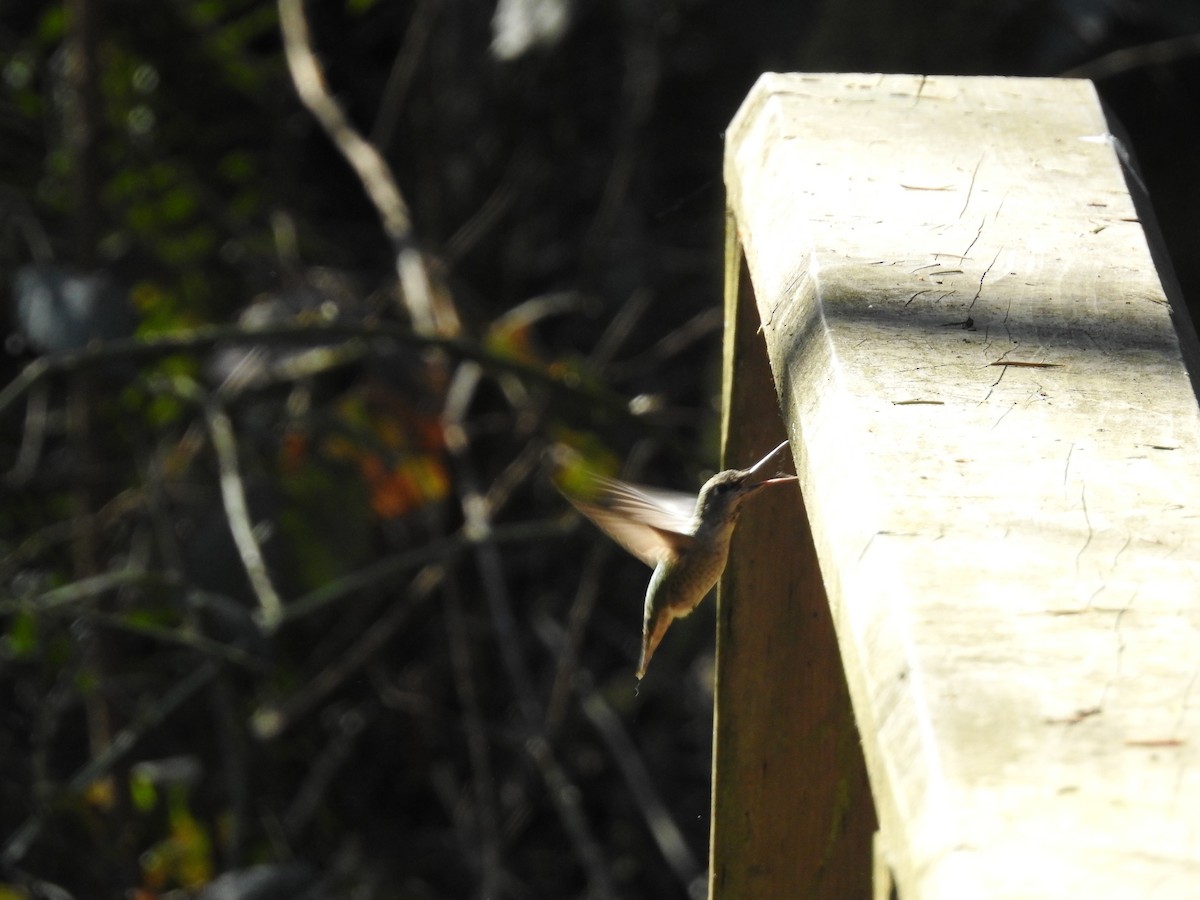 Anna's Hummingbird - ML631415555