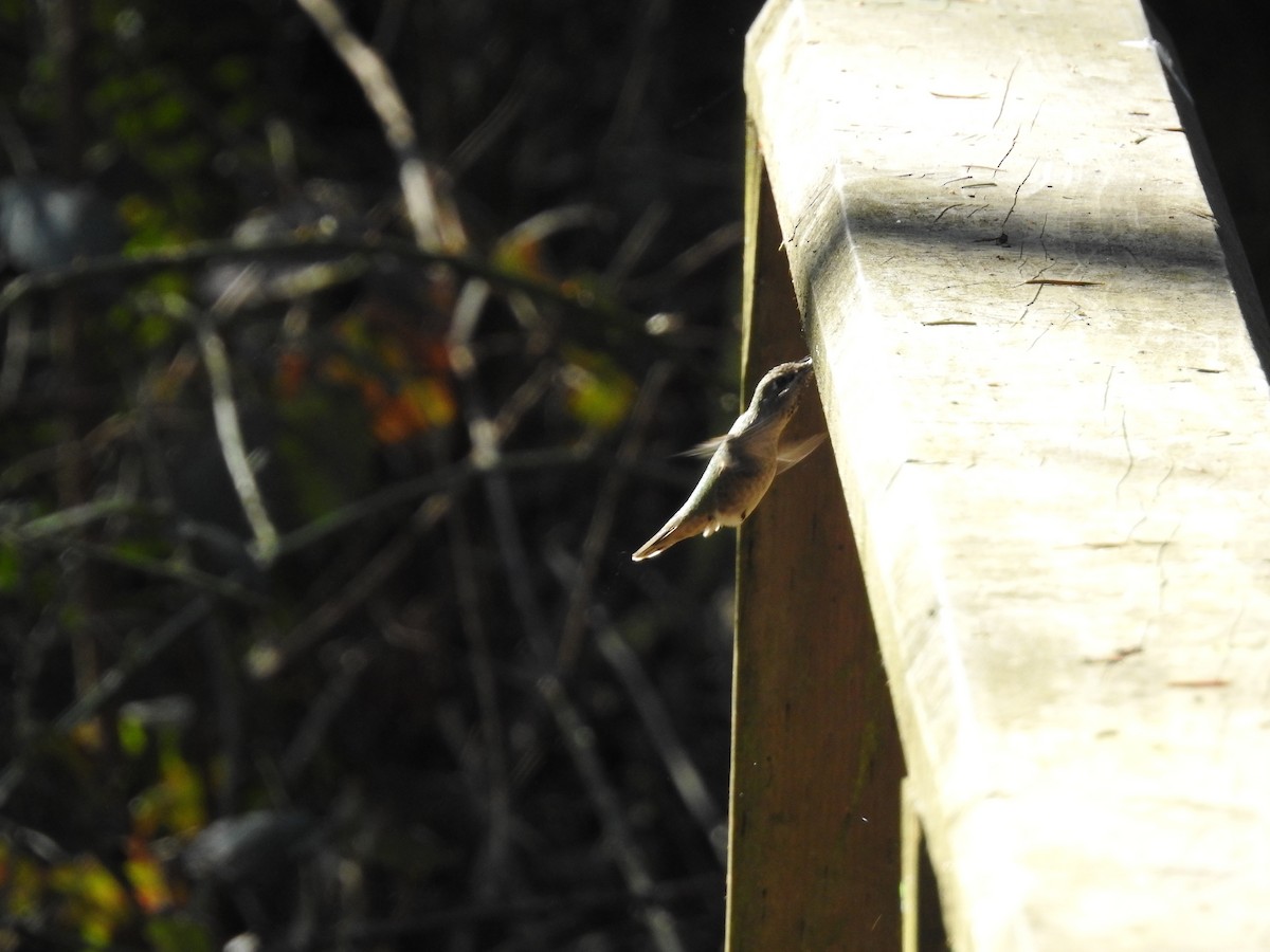 Anna's Hummingbird - ML631415562