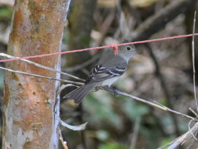 White-crested Elaenia - ML631415593