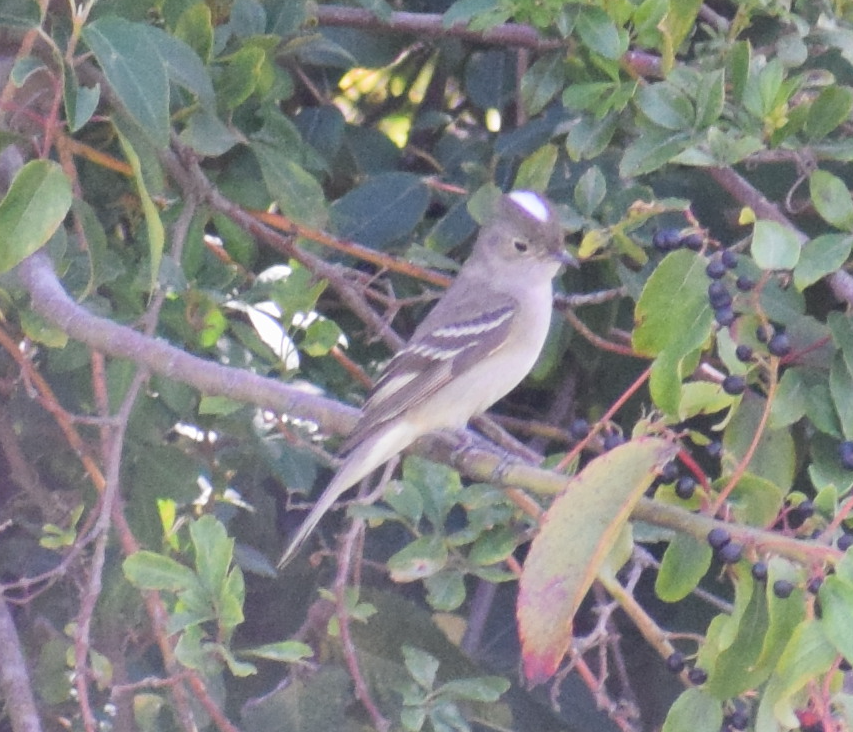 White-crested Elaenia - ML631415594
