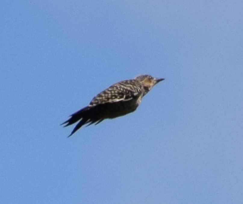 Chilean Flicker - ML631415627
