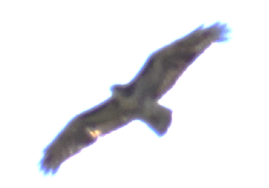 Rufous-tailed Hawk - ML631415633