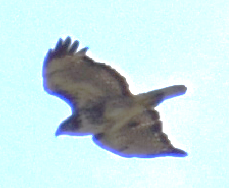 Rufous-tailed Hawk - ML631415634