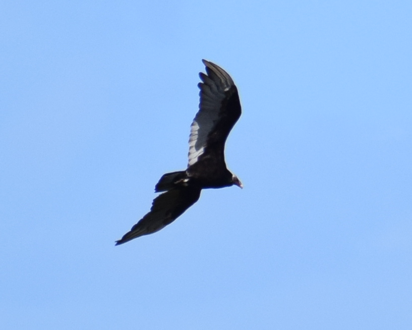 Turkey Vulture - ML631415659