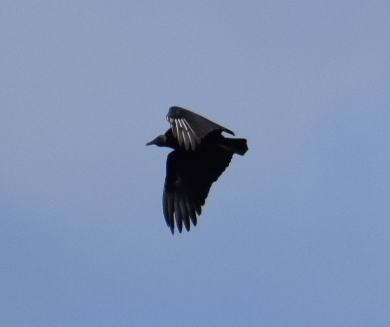 Black Vulture - ML631415683