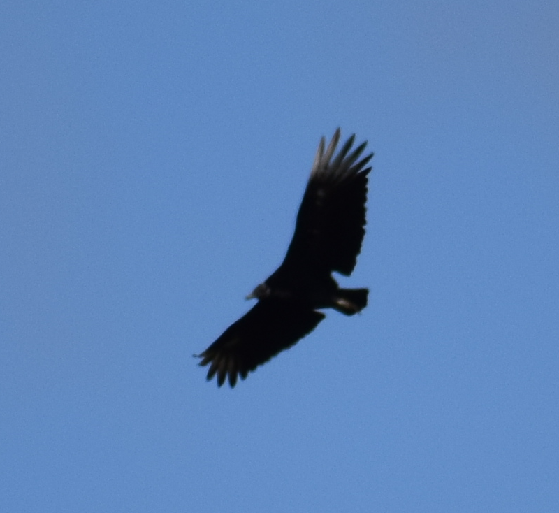 Black Vulture - ML631415684