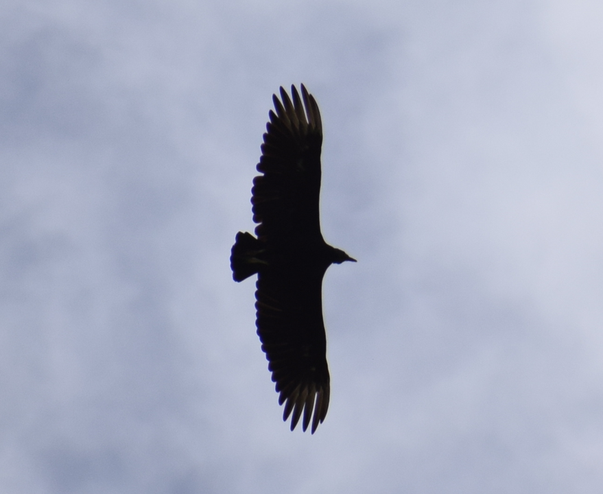 Black Vulture - ML631415685