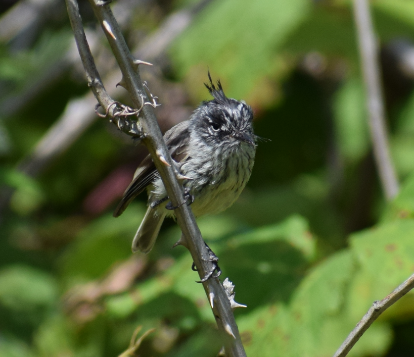 Tufted Tit-Tyrant - ML631415704