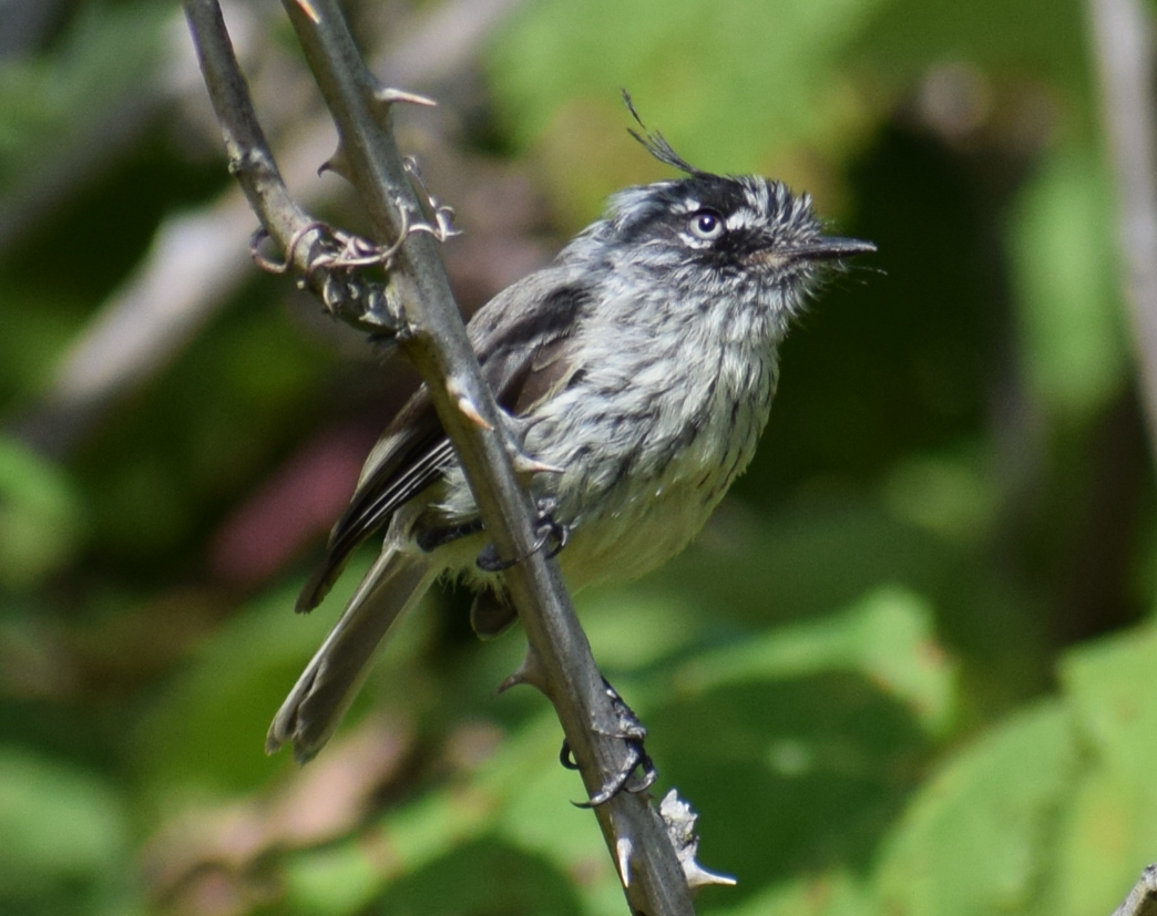Tufted Tit-Tyrant - ML631415706