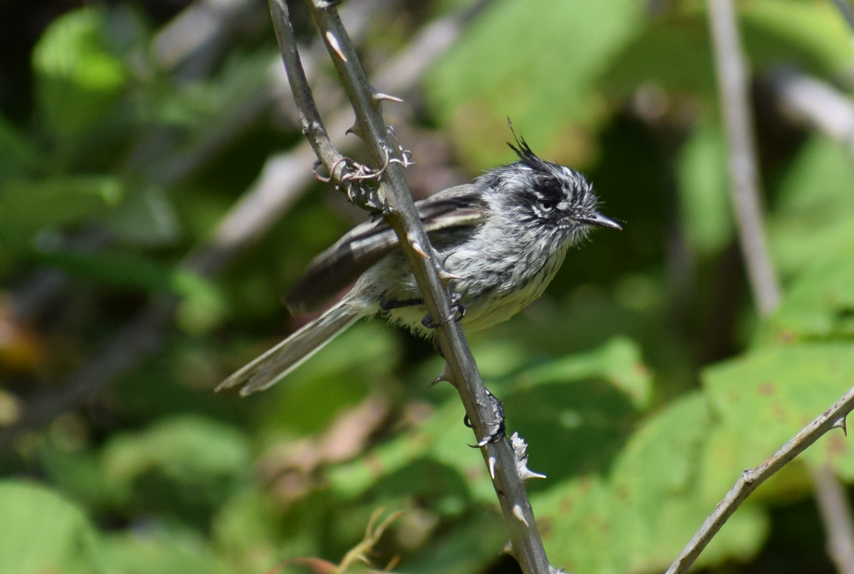 Tufted Tit-Tyrant - ML631415707