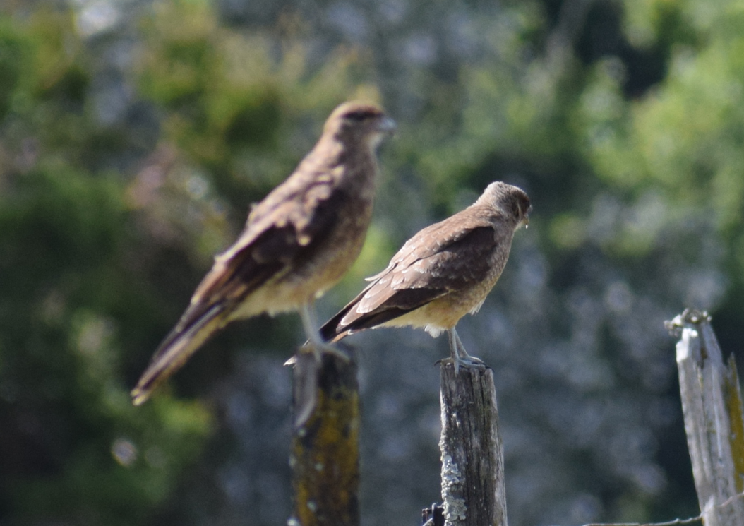 Chimango Caracara - ML631415828