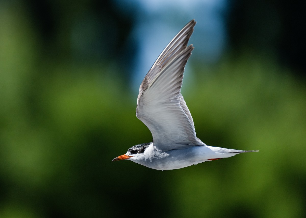 Black-fronted Tern - ML631415948