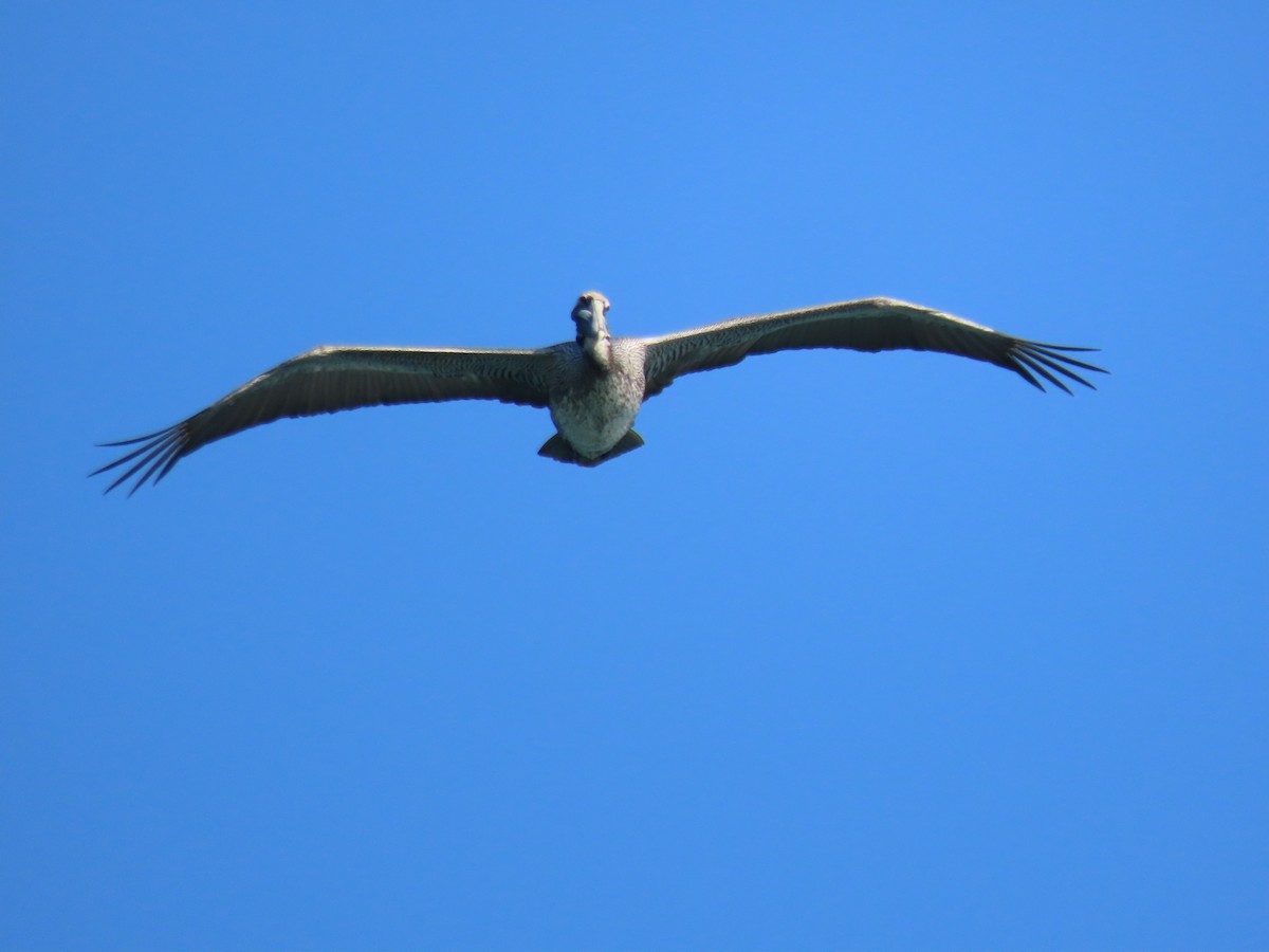 Brown Pelican - ML631416050