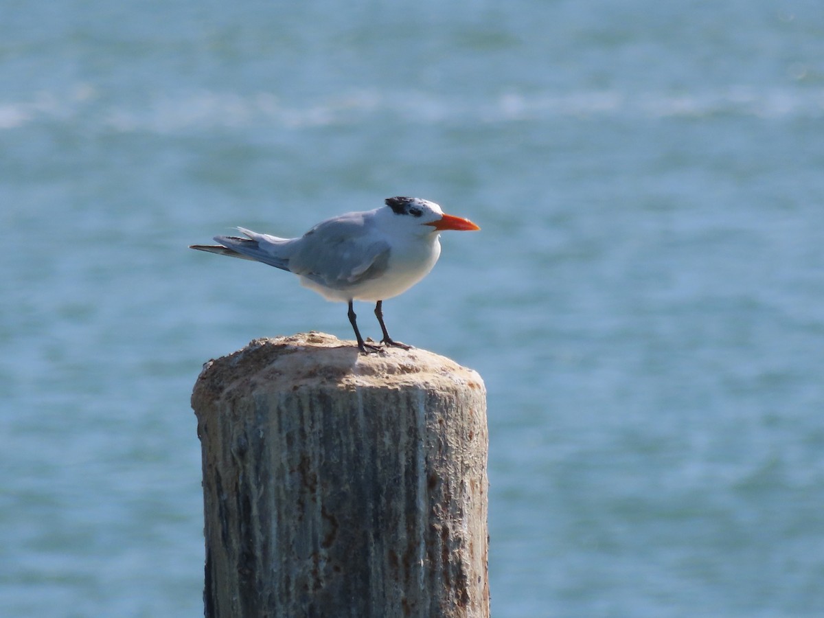 Royal Tern - ML631416062