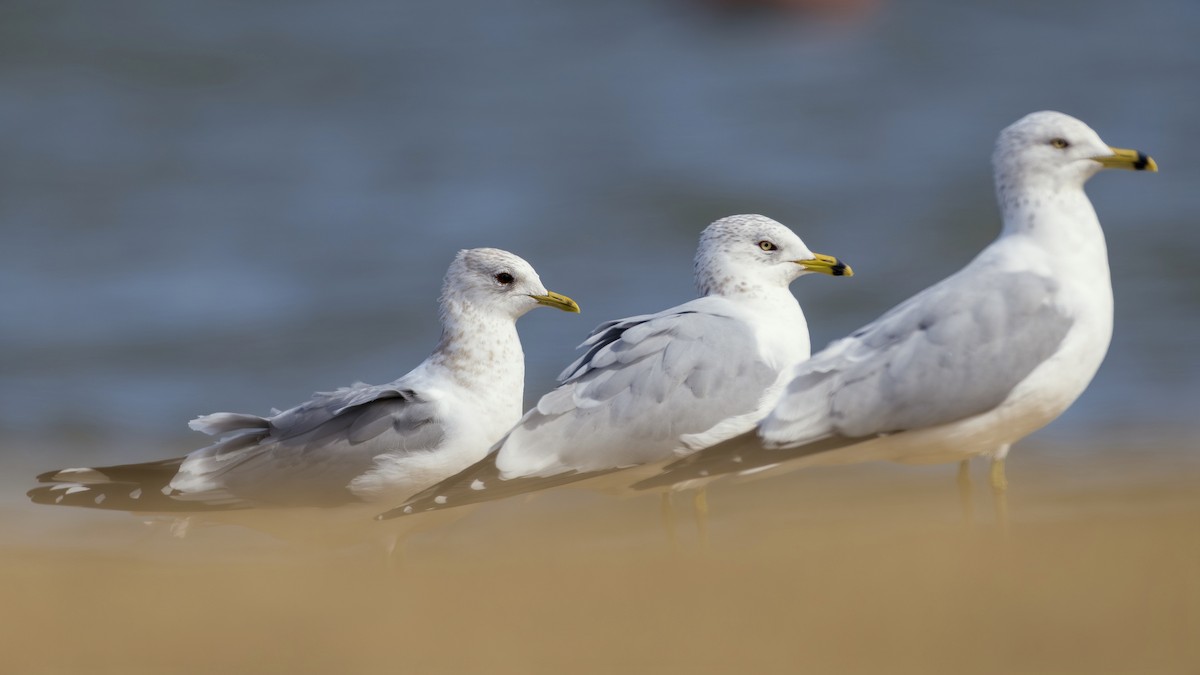 Short-billed Gull - ML631416223