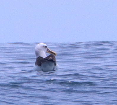 Buller's Albatross - ML631416240