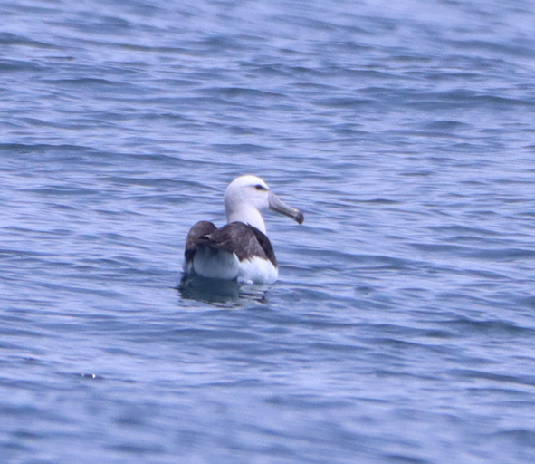 Buller's Albatross - ML631416254