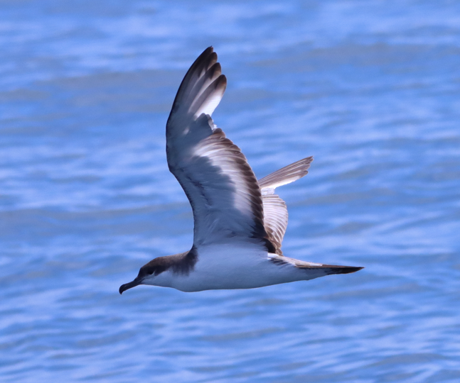 Buller's Shearwater - ML631416259