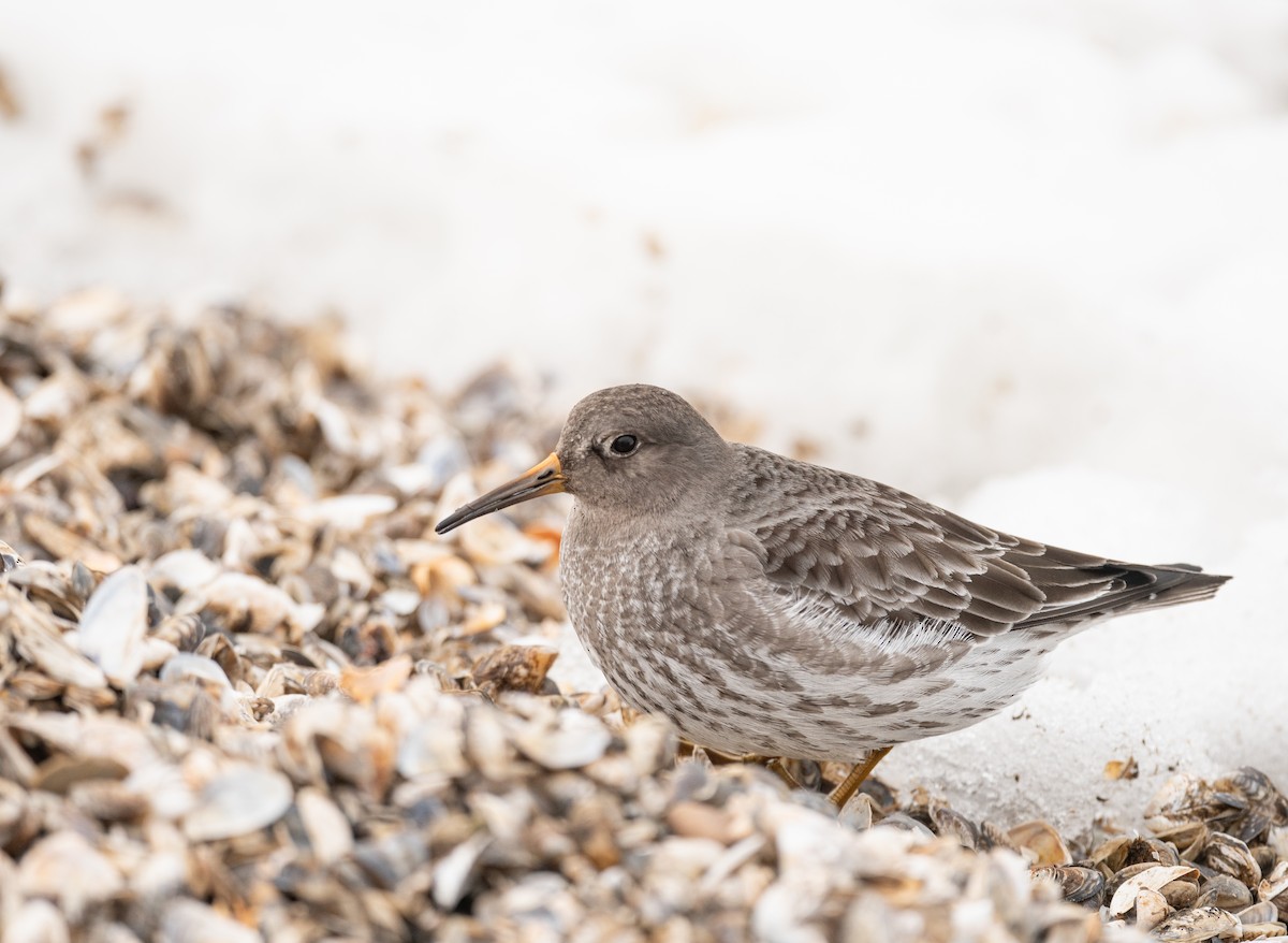 Purple Sandpiper - Karen Lee Lewis