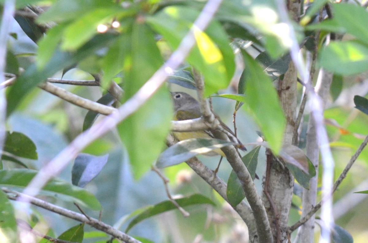 Nashville Warbler - ML631416550