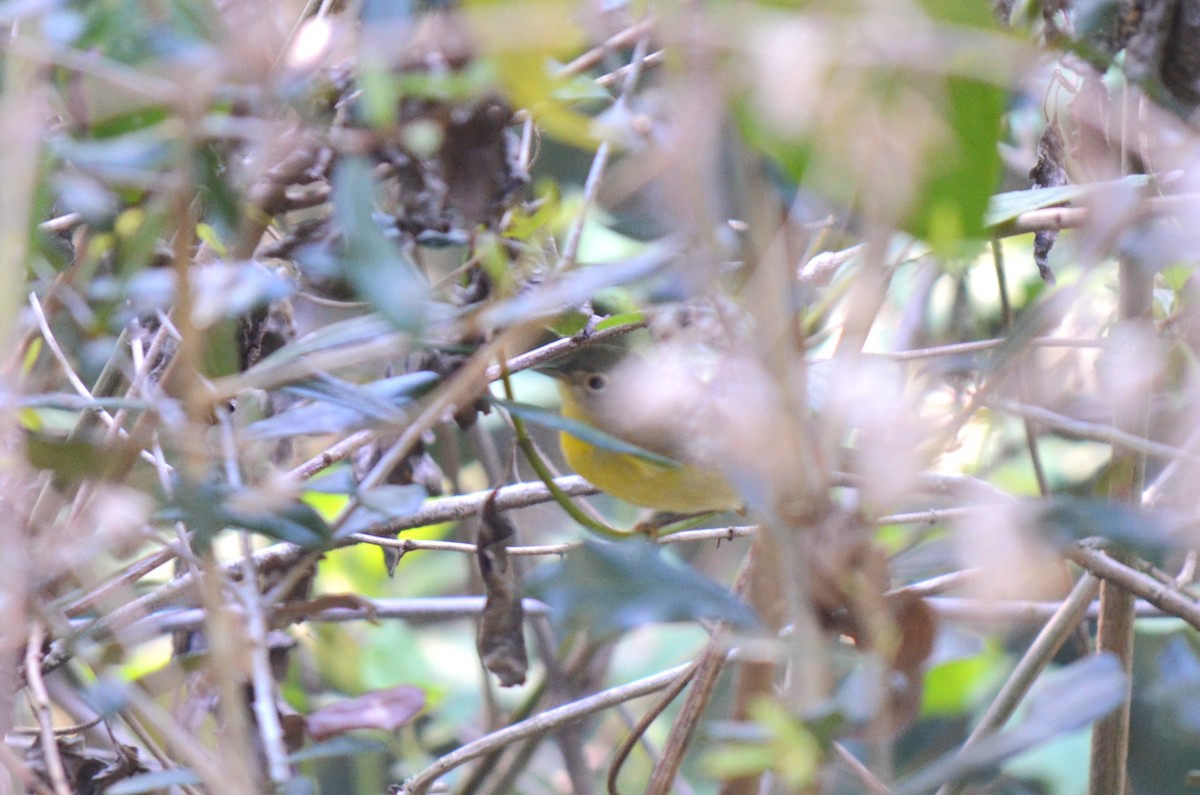 Nashville Warbler - ML631416551