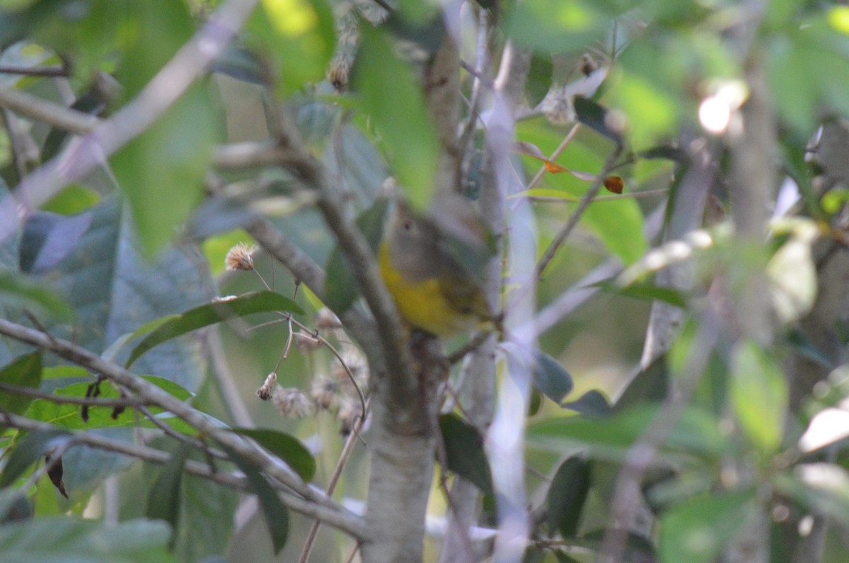 Nashville Warbler - ML631416552