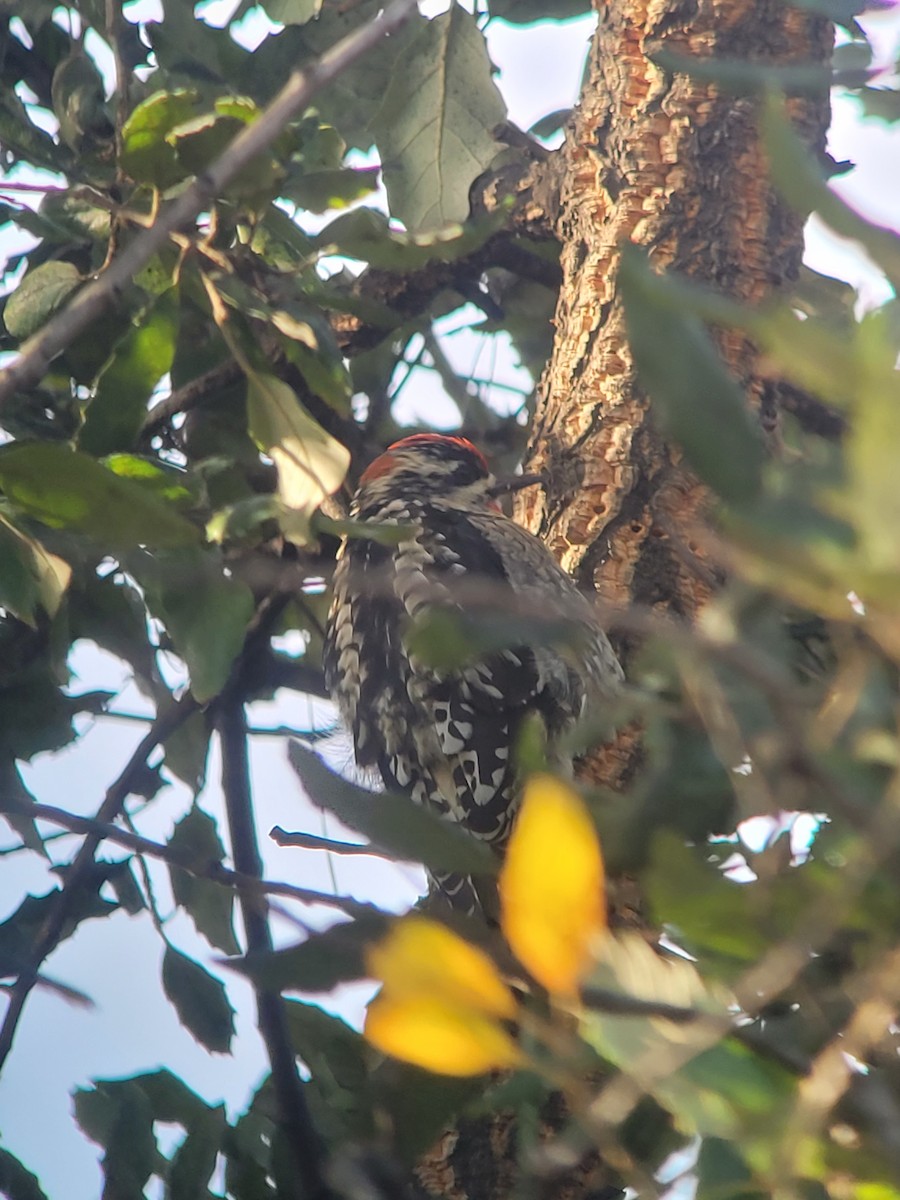 Red-naped Sapsucker - ML631416556