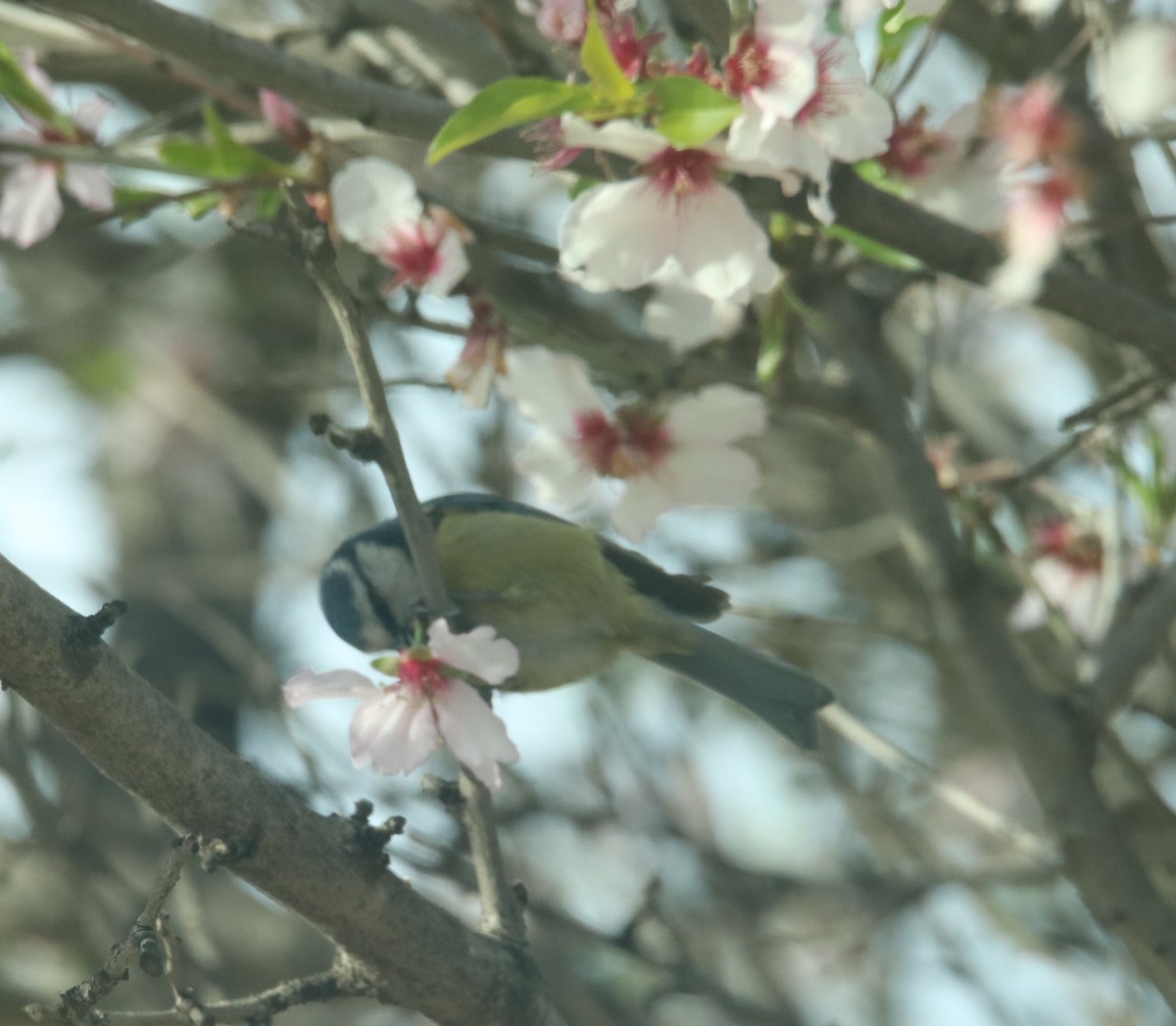 Өрнийн хөх бух - ML631416564