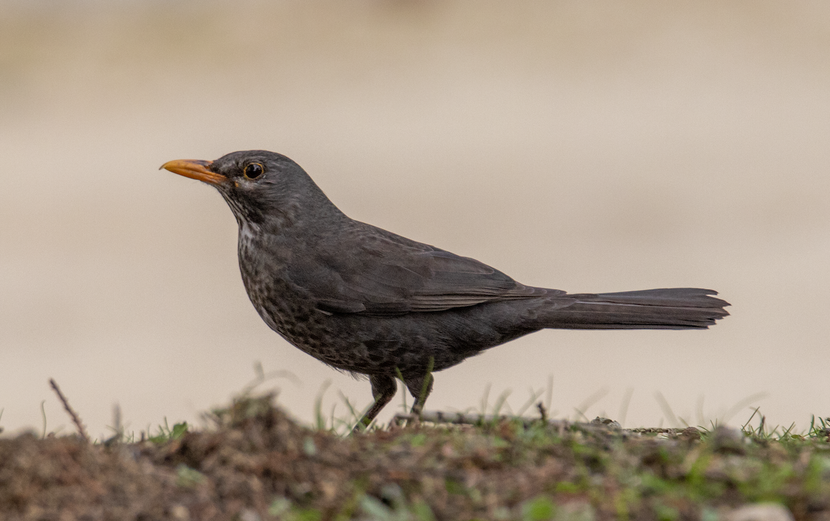 Хар хөөндэй - ML631416581