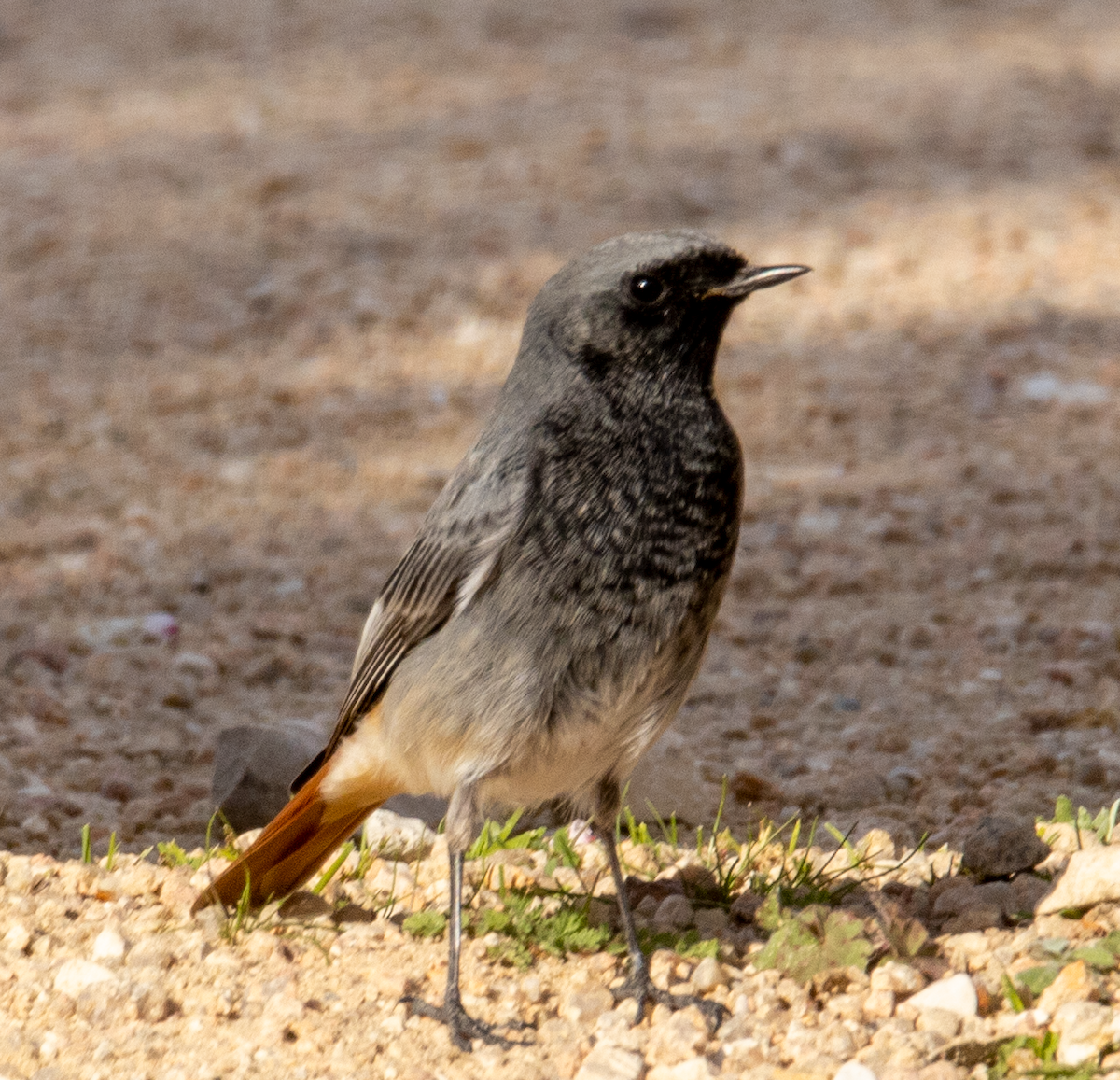 Мойлон гал сүүлт - ML631416602