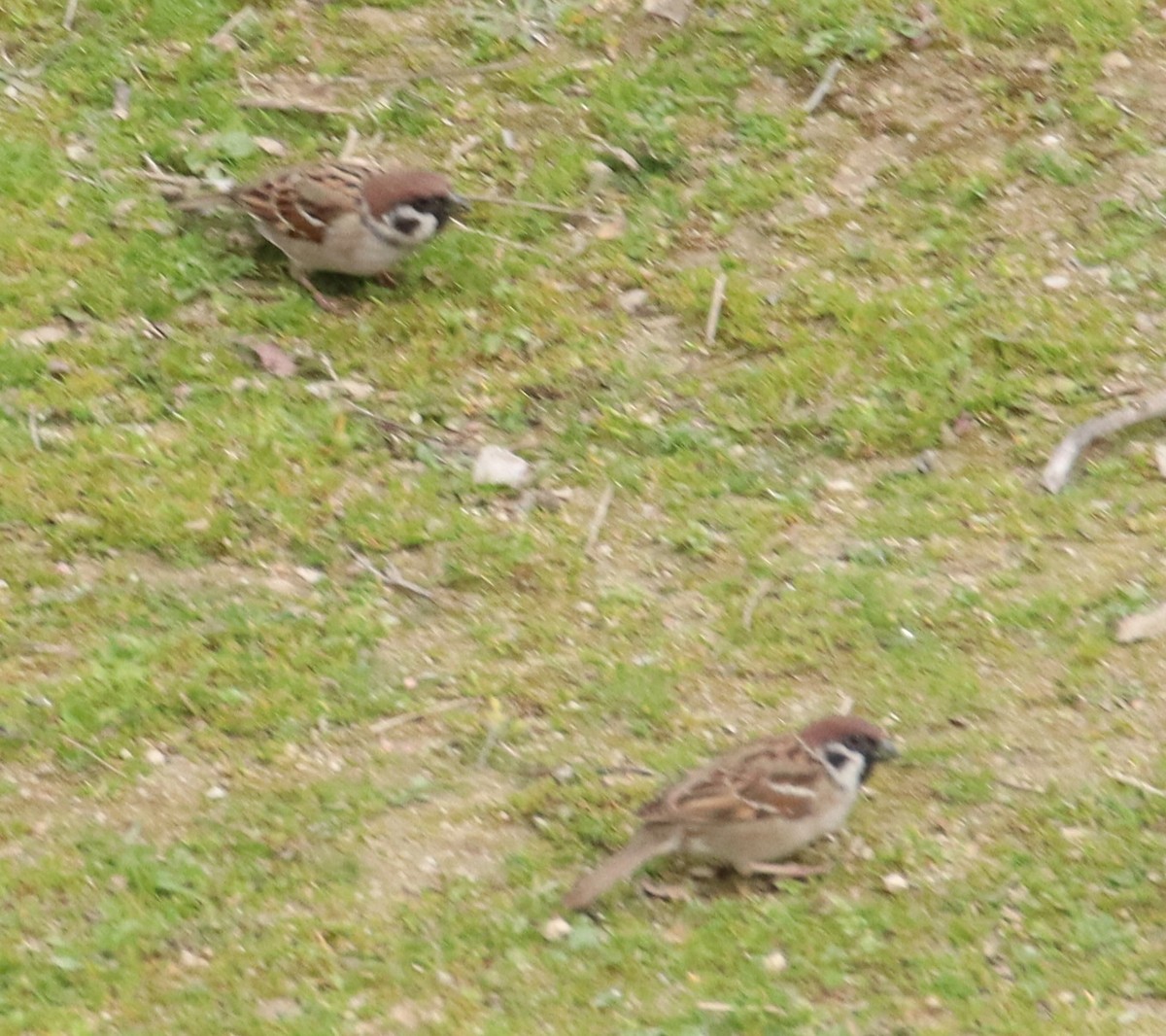 Хээрийн бор шувуу - ML631416611