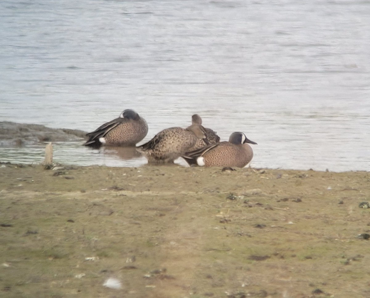 Blue-winged Teal - ML631416636