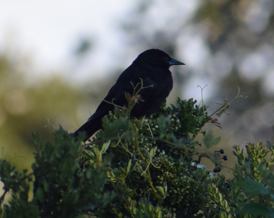Austral Blackbird - ML631416670