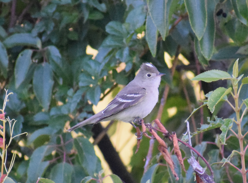 White-crested Elaenia - ML631416679
