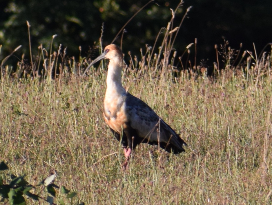 Black-faced Ibis - ML631416701