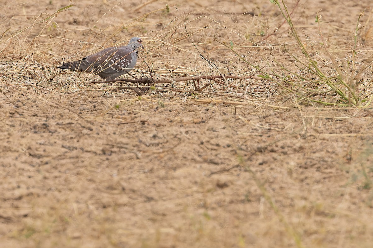 Speckled Pigeon - ML631416712