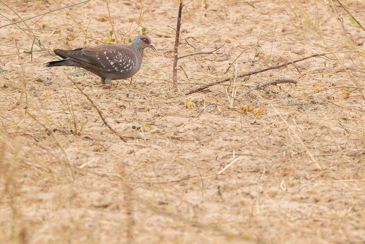 Speckled Pigeon - ML631416767