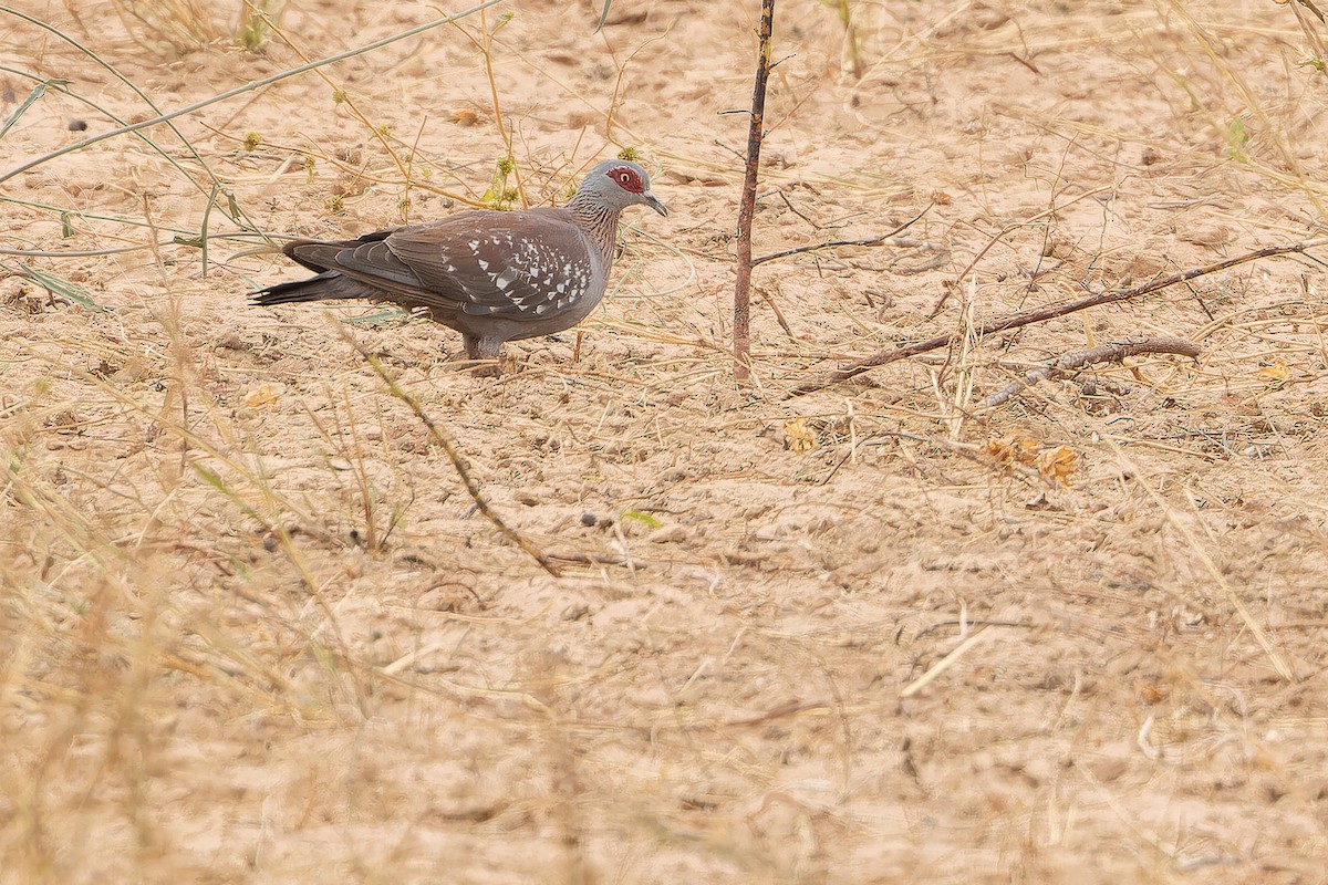 Speckled Pigeon - ML631416769